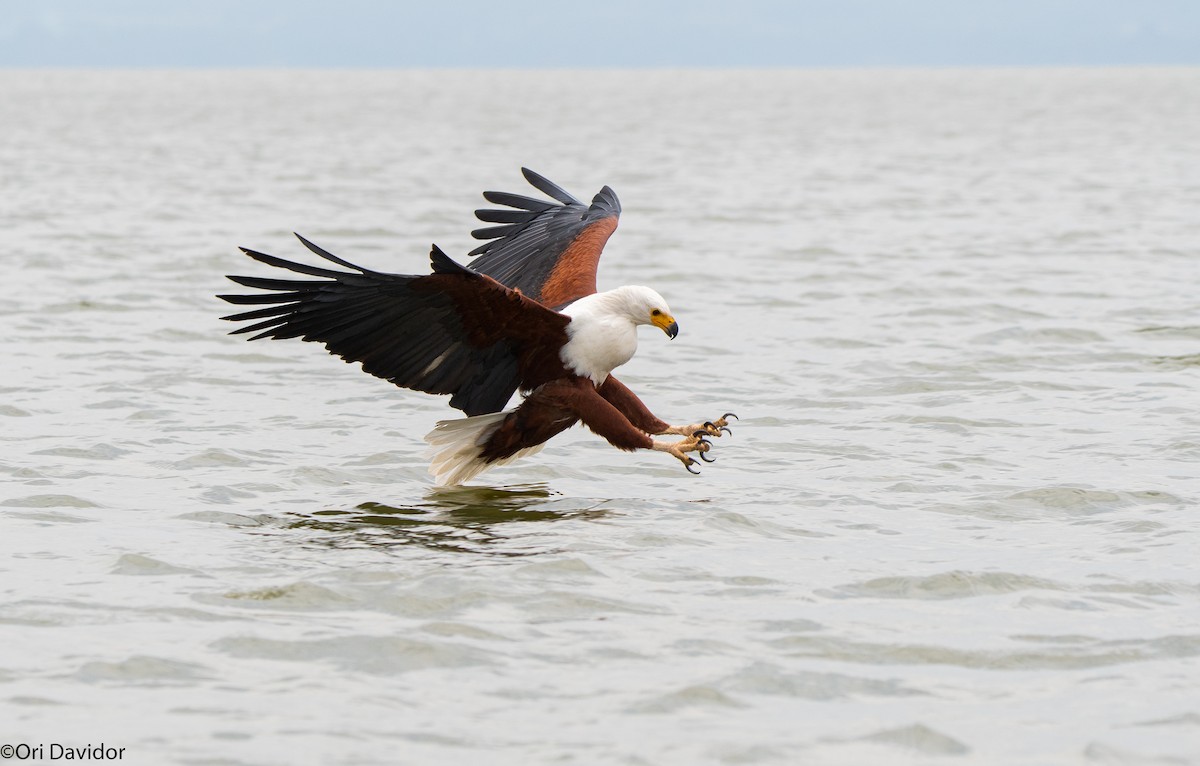African Fish-Eagle - ML366184201