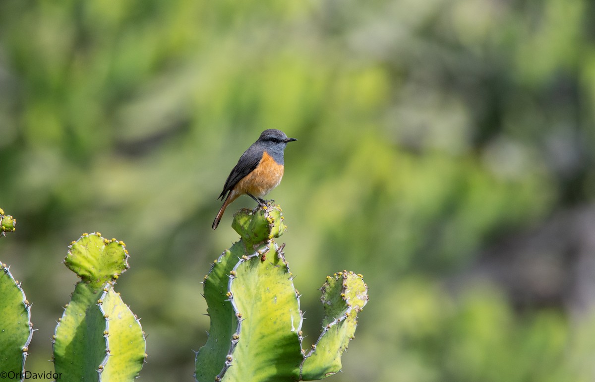 Little Rock-Thrush - ML366184611