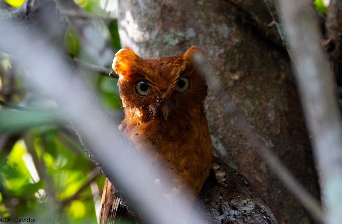Sokoke Scops-Owl - Ori Davidor