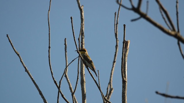 Rainbow Bee-eater - ML366186301