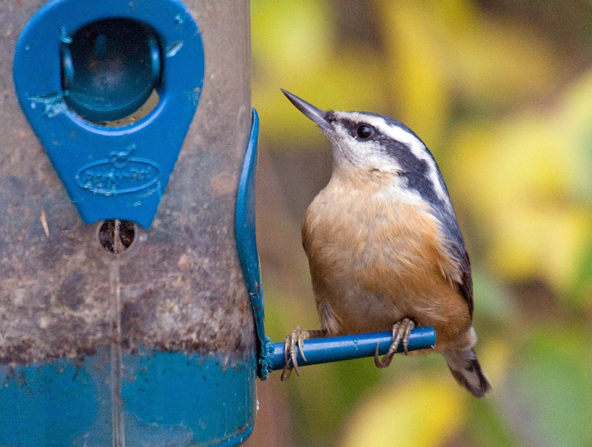 Red-breasted Nuthatch - ML36618781