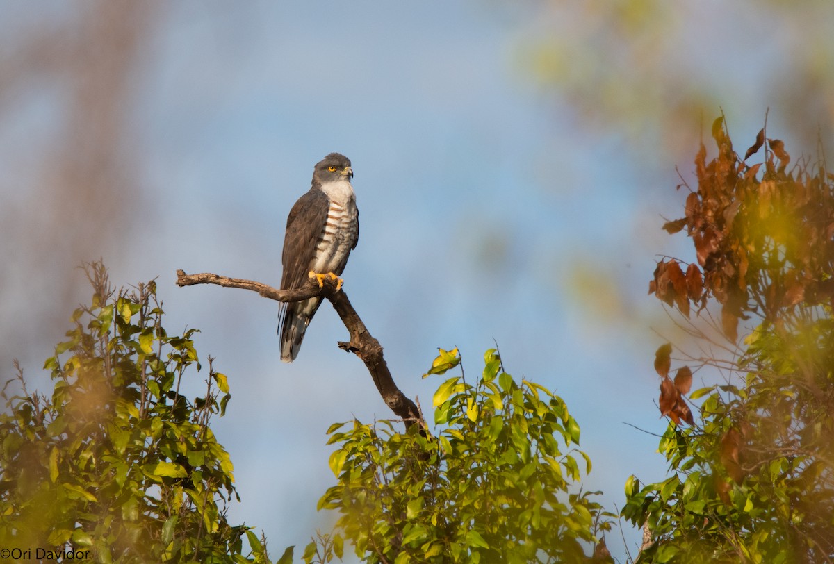 African Cuckoo-Hawk - ML366188281