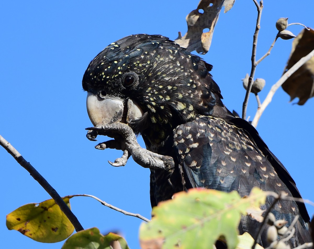 Red-tailed Black-Cockatoo - ML366189771