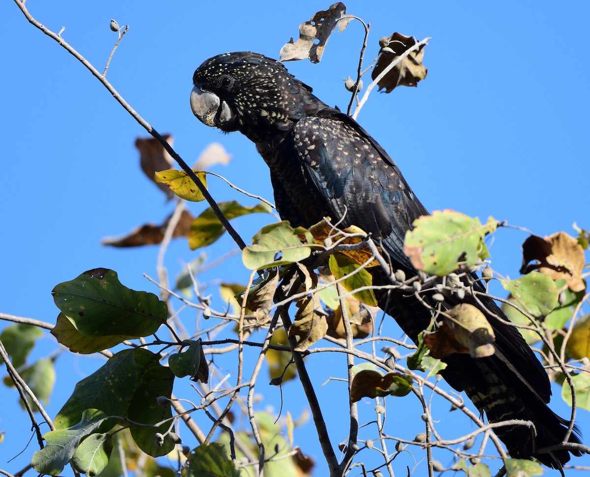 Red-tailed Black-Cockatoo - ML366189791