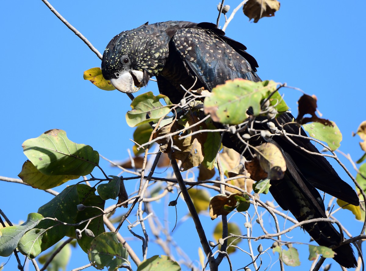Red-tailed Black-Cockatoo - Andy Gee