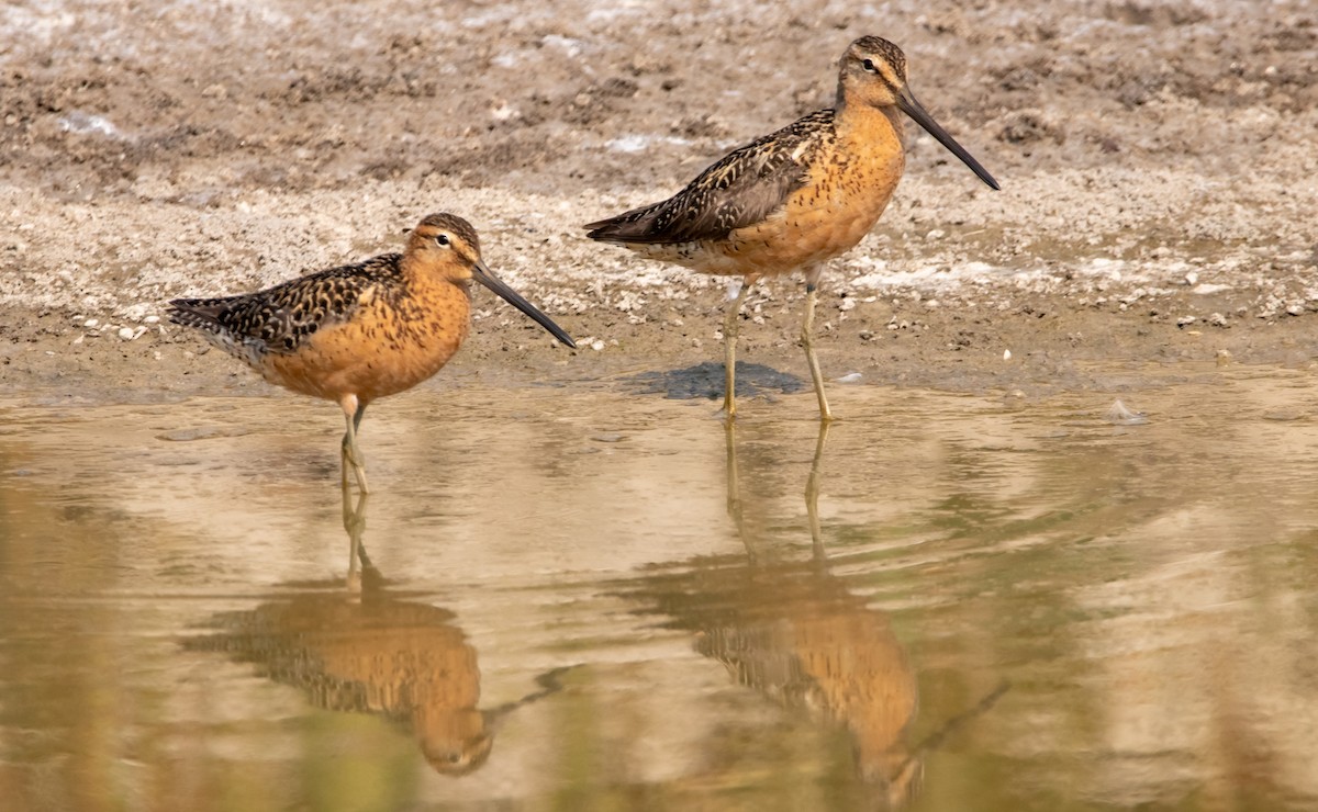 Long-billed Dowitcher - ML366191751