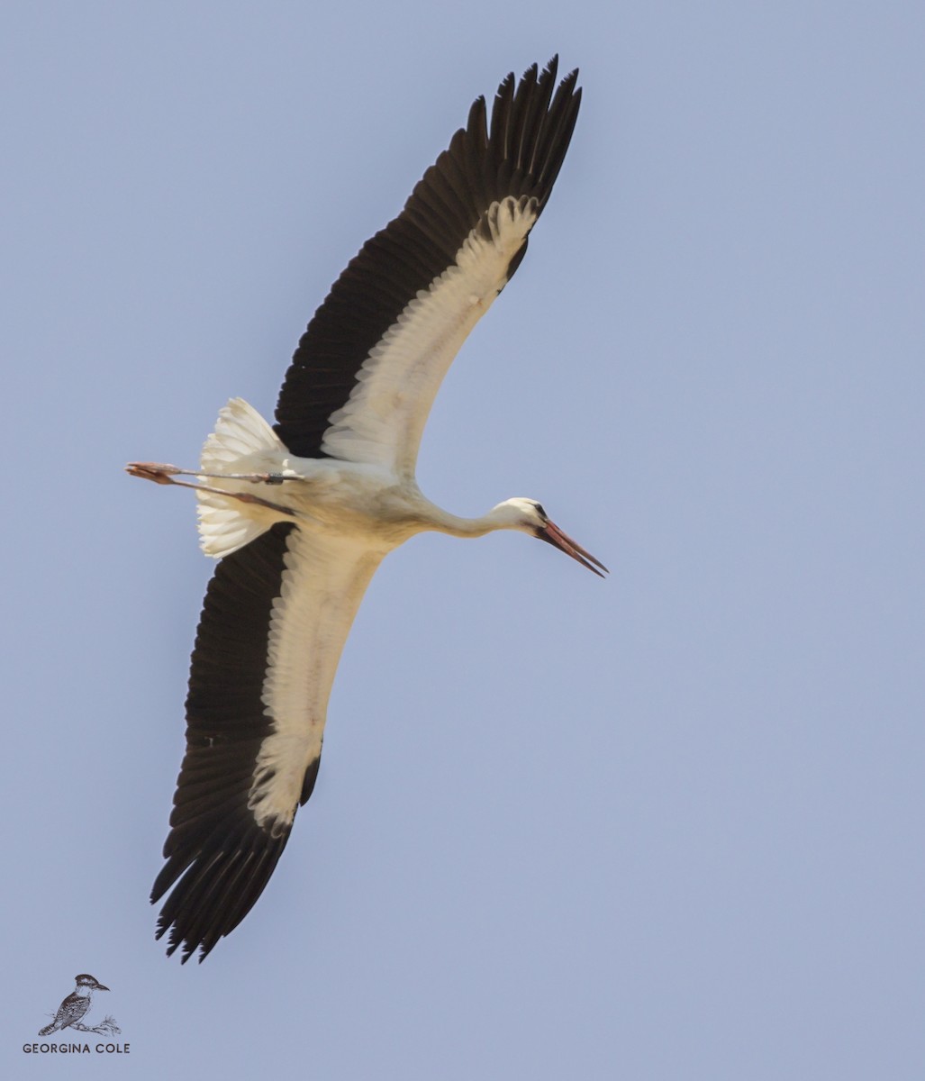 White Stork - ML366193681