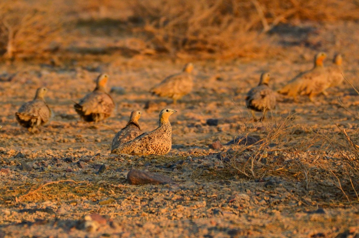Spotted Sandgrouse - Watter AlBahry