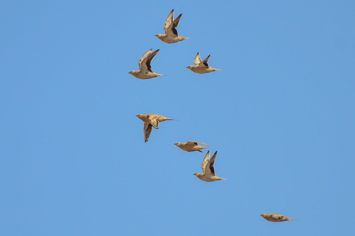 Spotted Sandgrouse - Watter AlBahry
