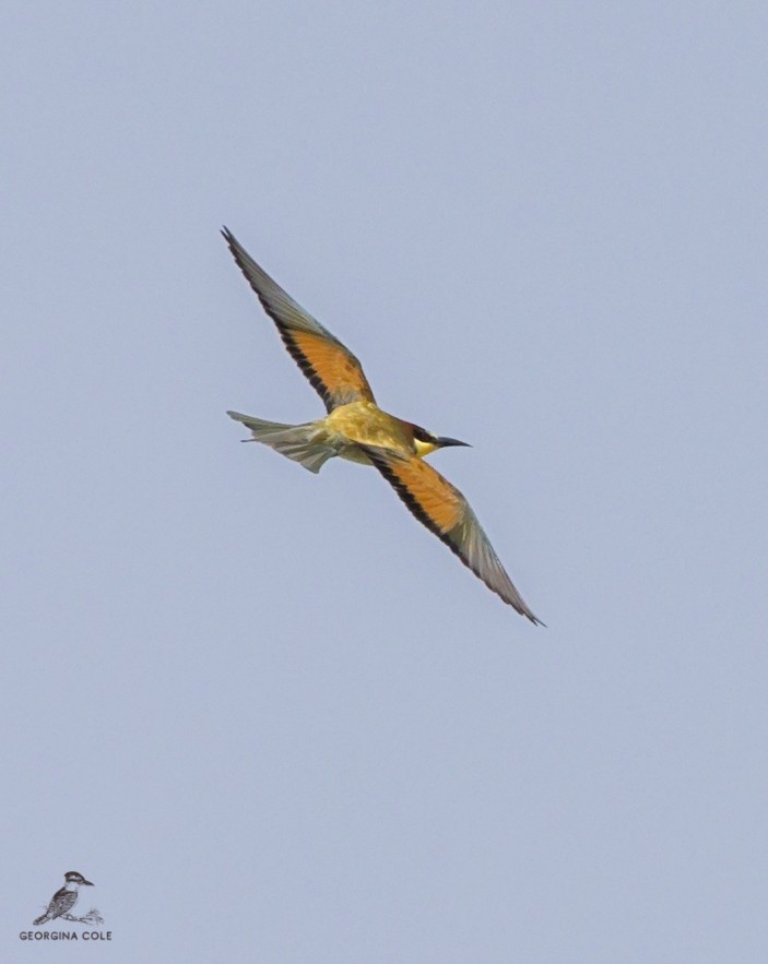 European Bee-eater - ML366195031