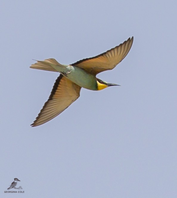 European Bee-eater - ML366195041