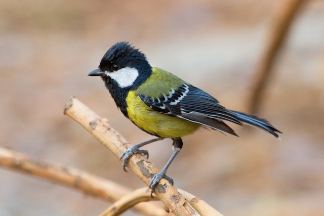 Similar Species:&nbsp;Green-backed Tit (<em class="SciName notranslate">Parus monticolus</em>). - Green-backed Tit - 