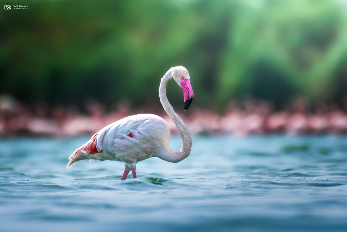 Greater Flamingo - Parth Kansara