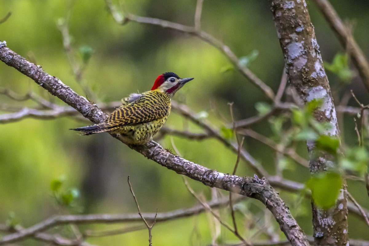 Green-barred Woodpecker - ML366201211
