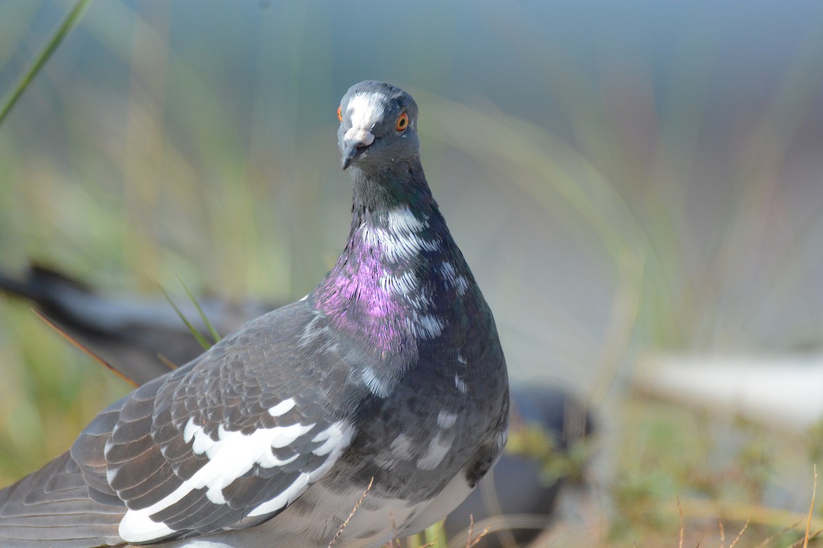 Rock Pigeon (Feral Pigeon) - ML36620261