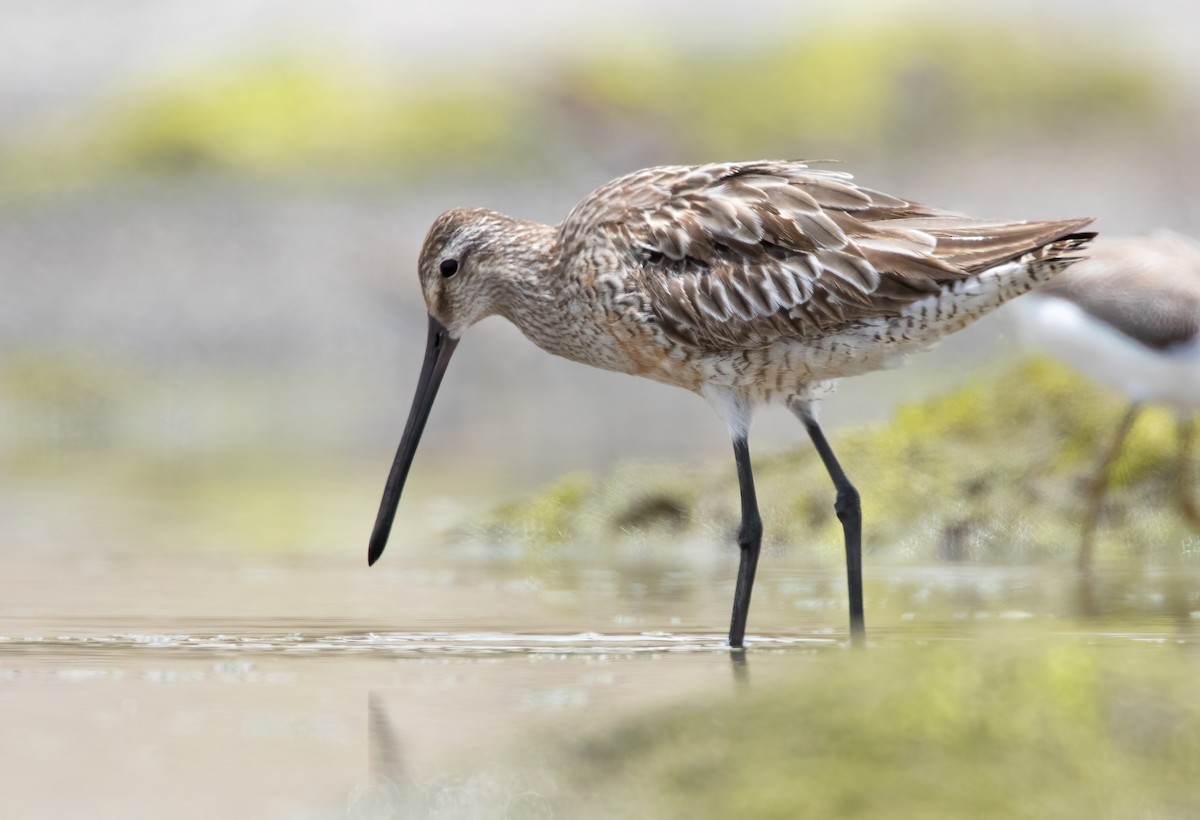 Asian Dowitcher - Dave Bakewell