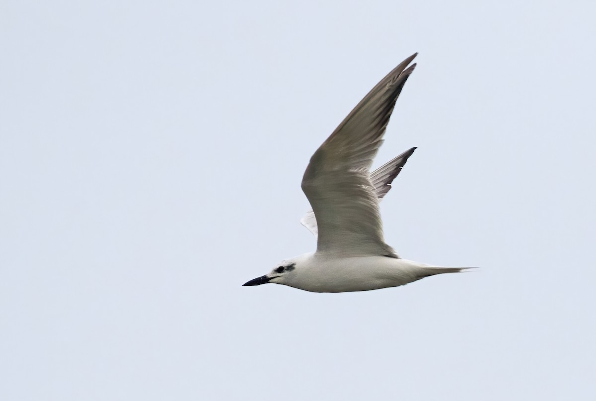 Gull-billed Tern - Dave Bakewell