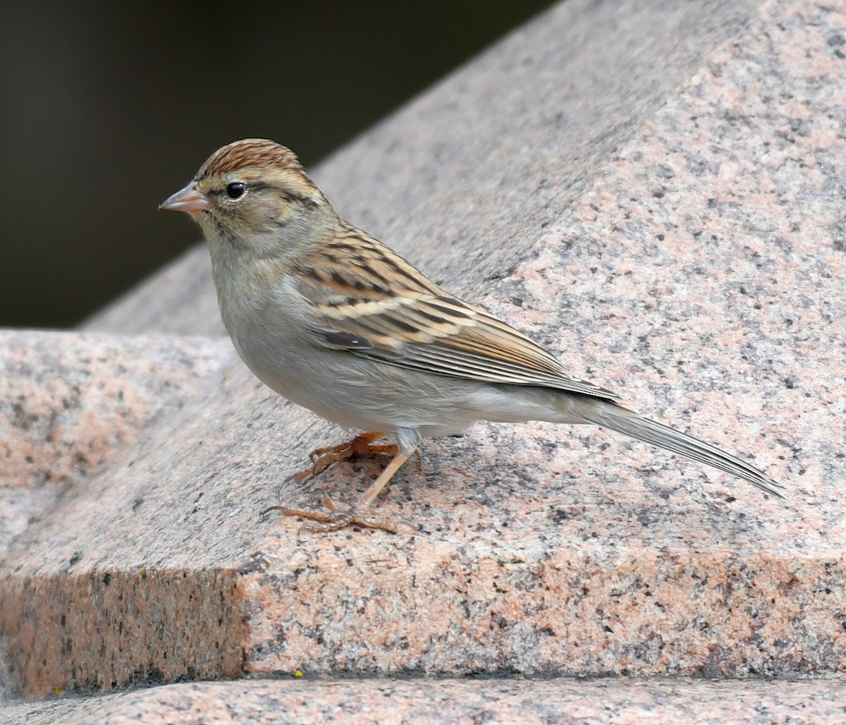 Chipping Sparrow - Daniel Murphy