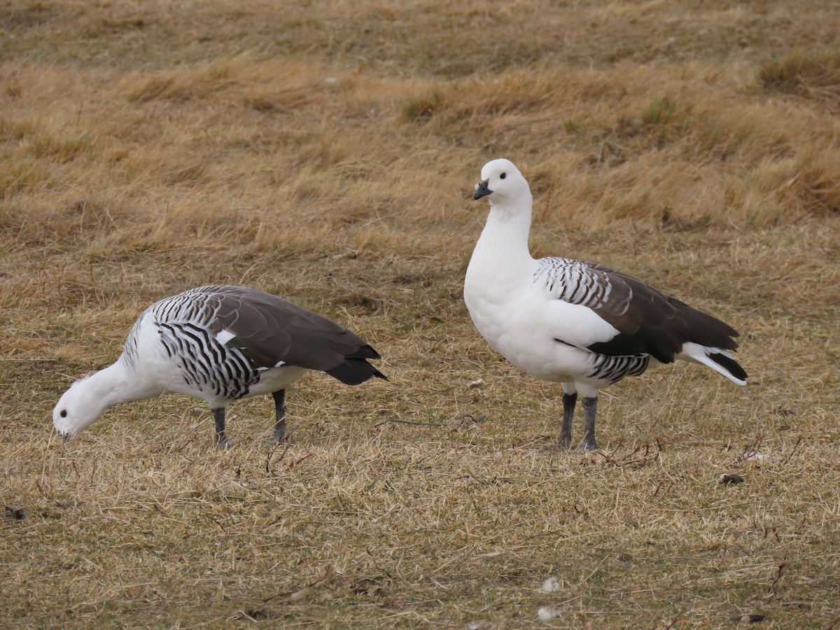 Upland Goose (White-breasted) - ML366208031