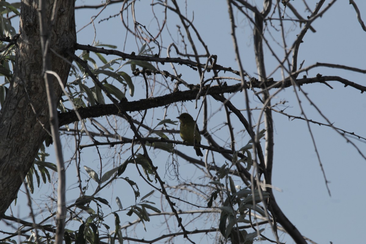 Western Tanager - ML366208491