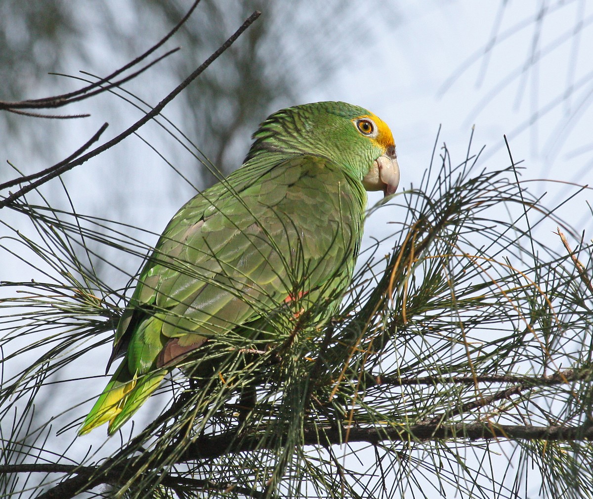 Yellow-crowned Parrot - ML366212471