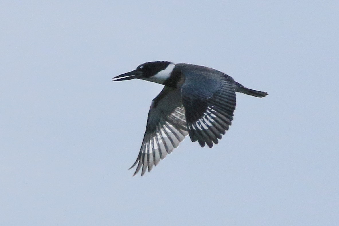 Belted Kingfisher - ML36621341