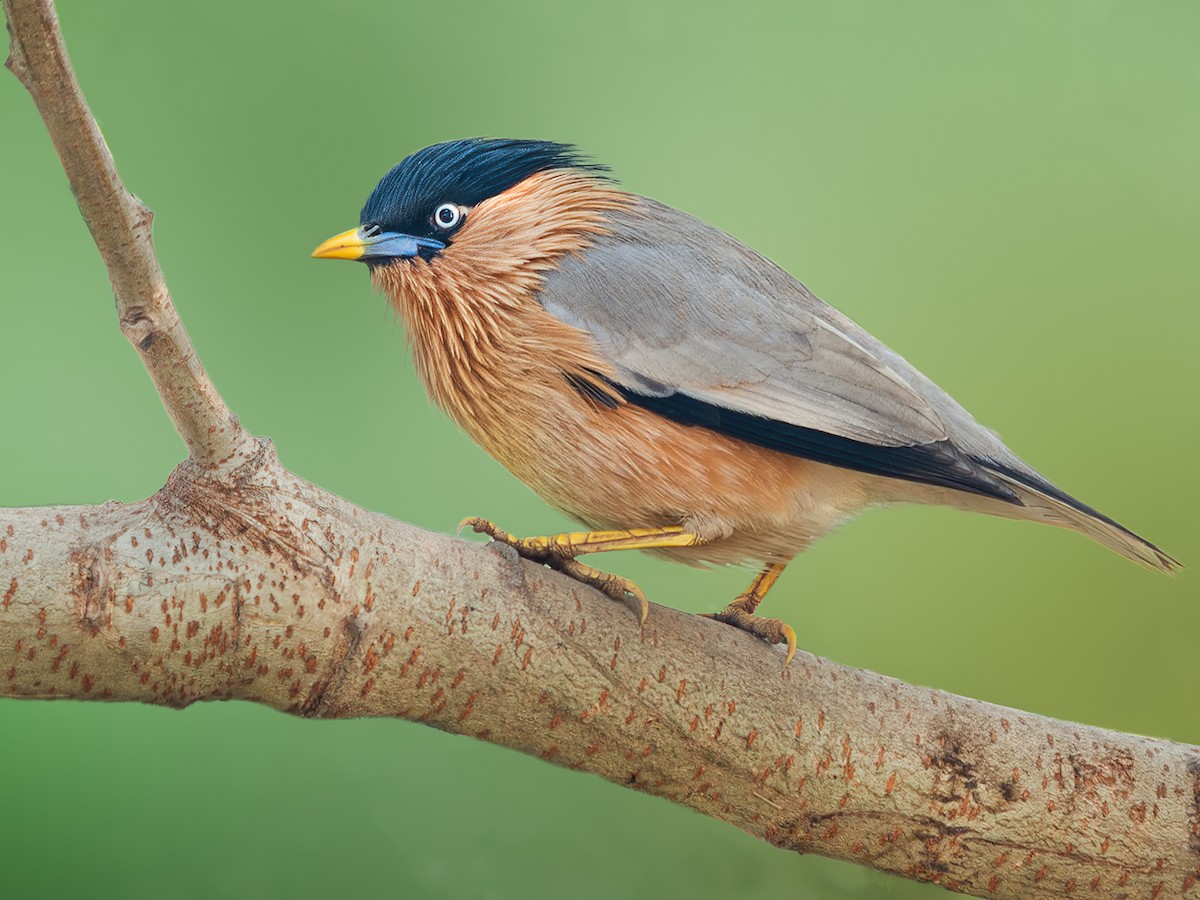 Brahminy Starling - eBird