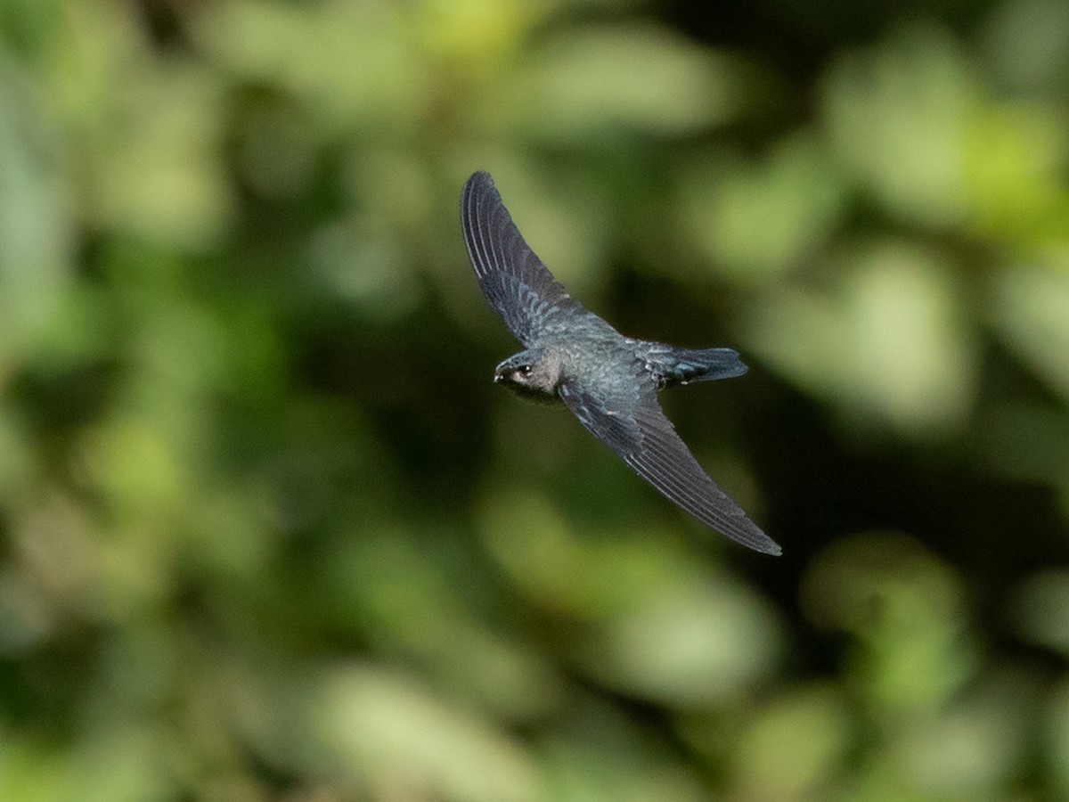 Gray-rumped Swiftlet - Collocalia marginata - Birds of the World