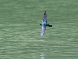  - Glossy Swiftlet