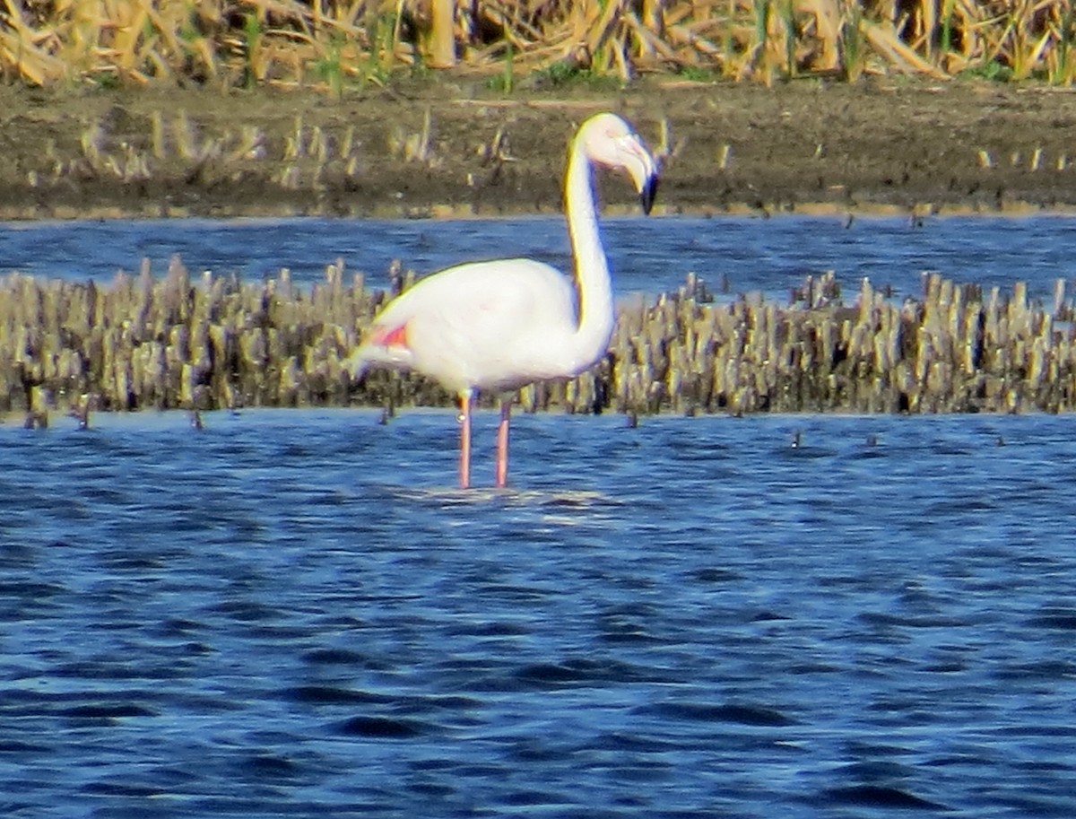 Greater Flamingo - ML366223451