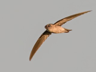  - White-nest Swiftlet