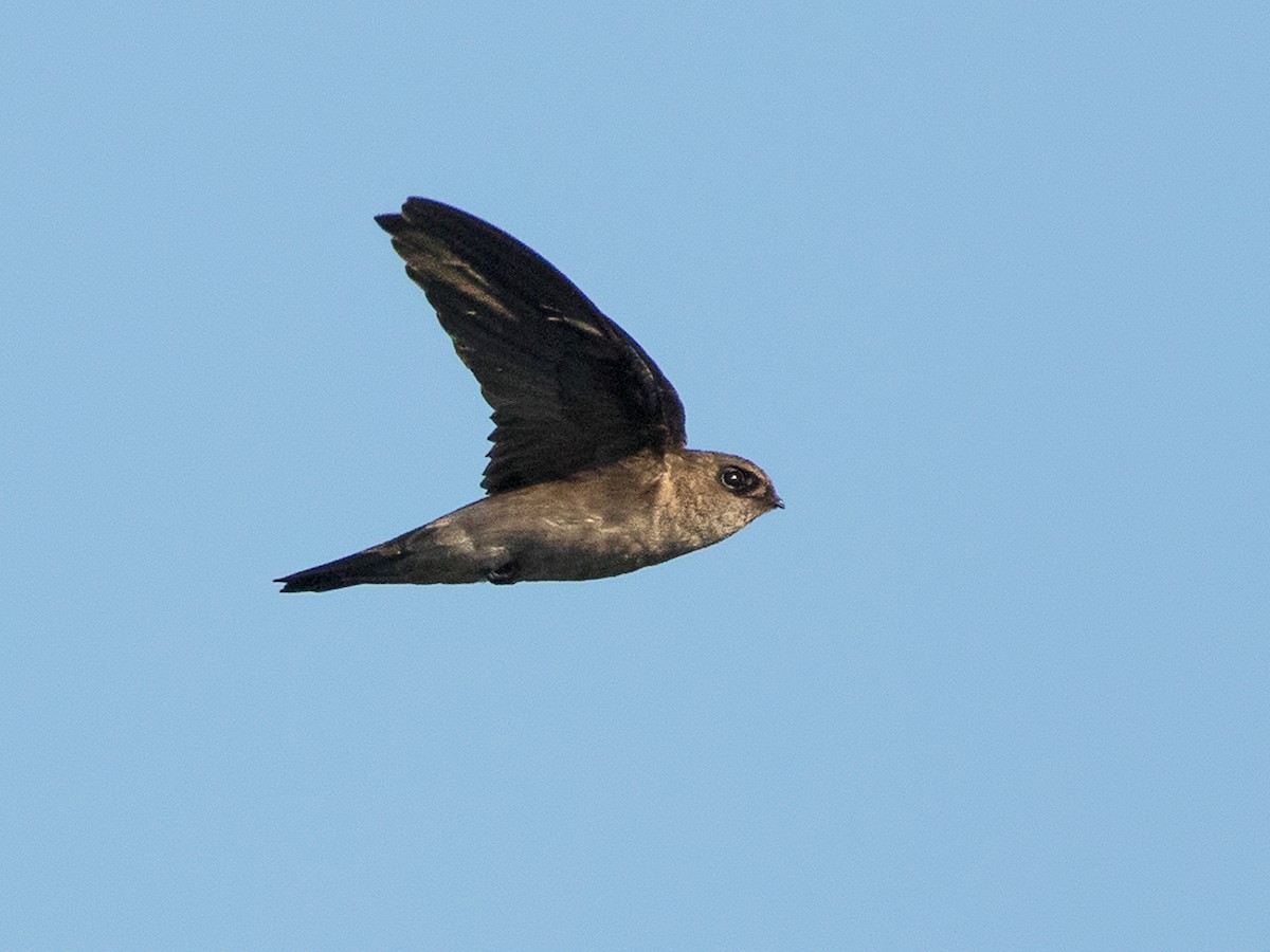 Germain's Swiftlet - Aerodramus germani - Birds of the World