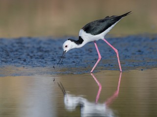  - Pied Stilt