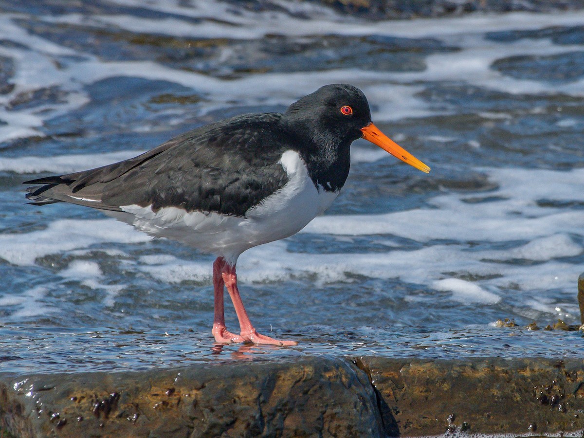 Eurasian Oystercatcher - Haematopus ostralegus - Birds of the World