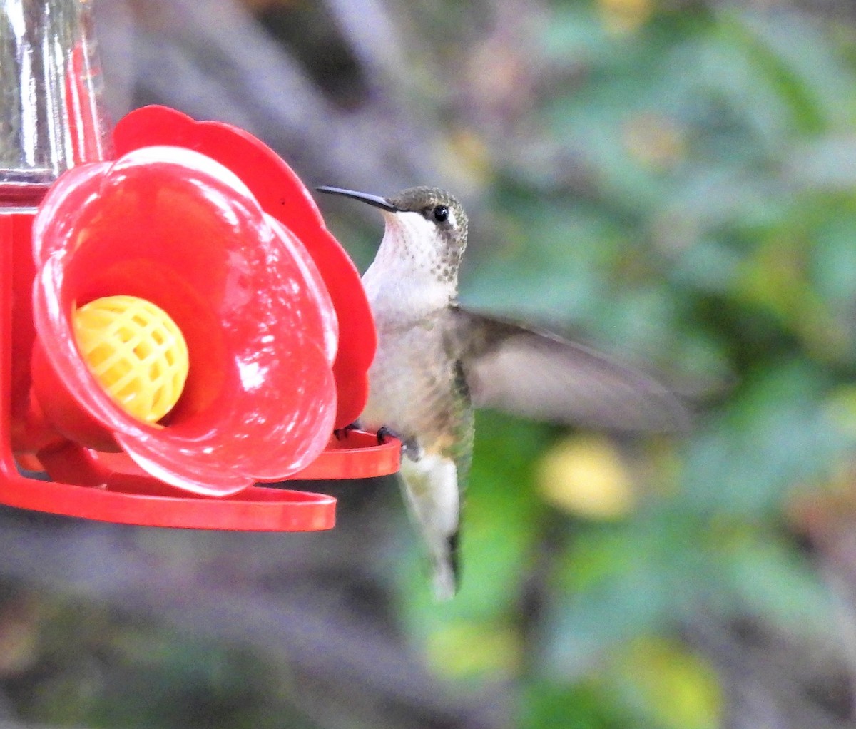 Ruby-throated Hummingbird - ML366231521
