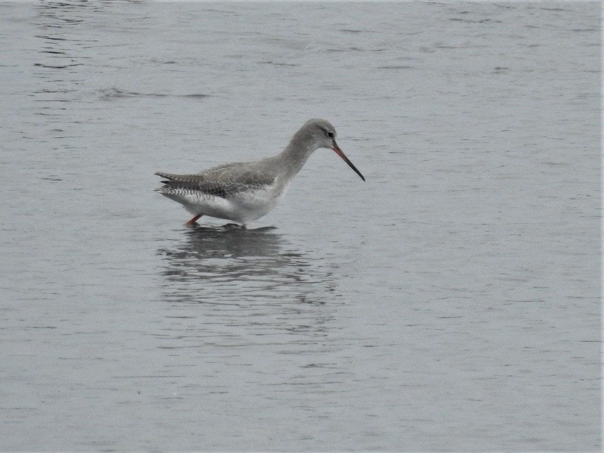 Spotted Redshank - ML366231731