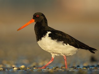  - South Island Oystercatcher