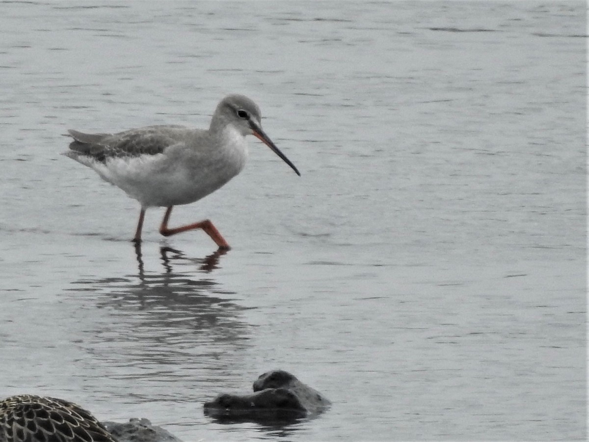 Spotted Redshank - ML366232481