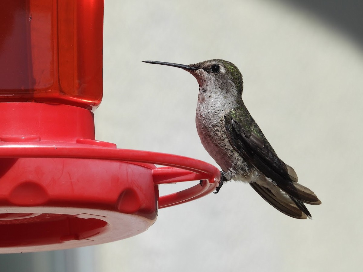 Anna's Hummingbird - ML366233431