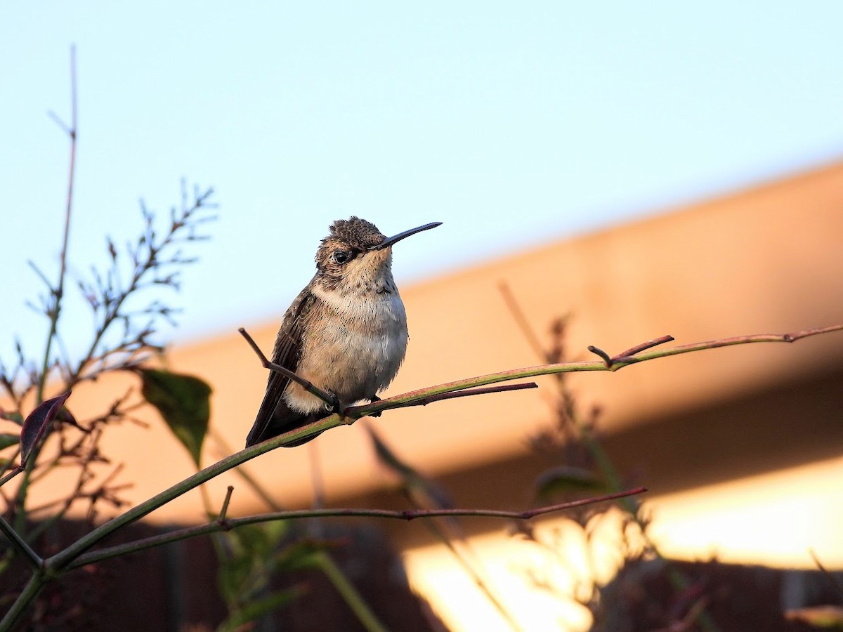 Black-chinned Hummingbird - ML366234861