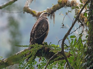  - Mountain Hawk-Eagle