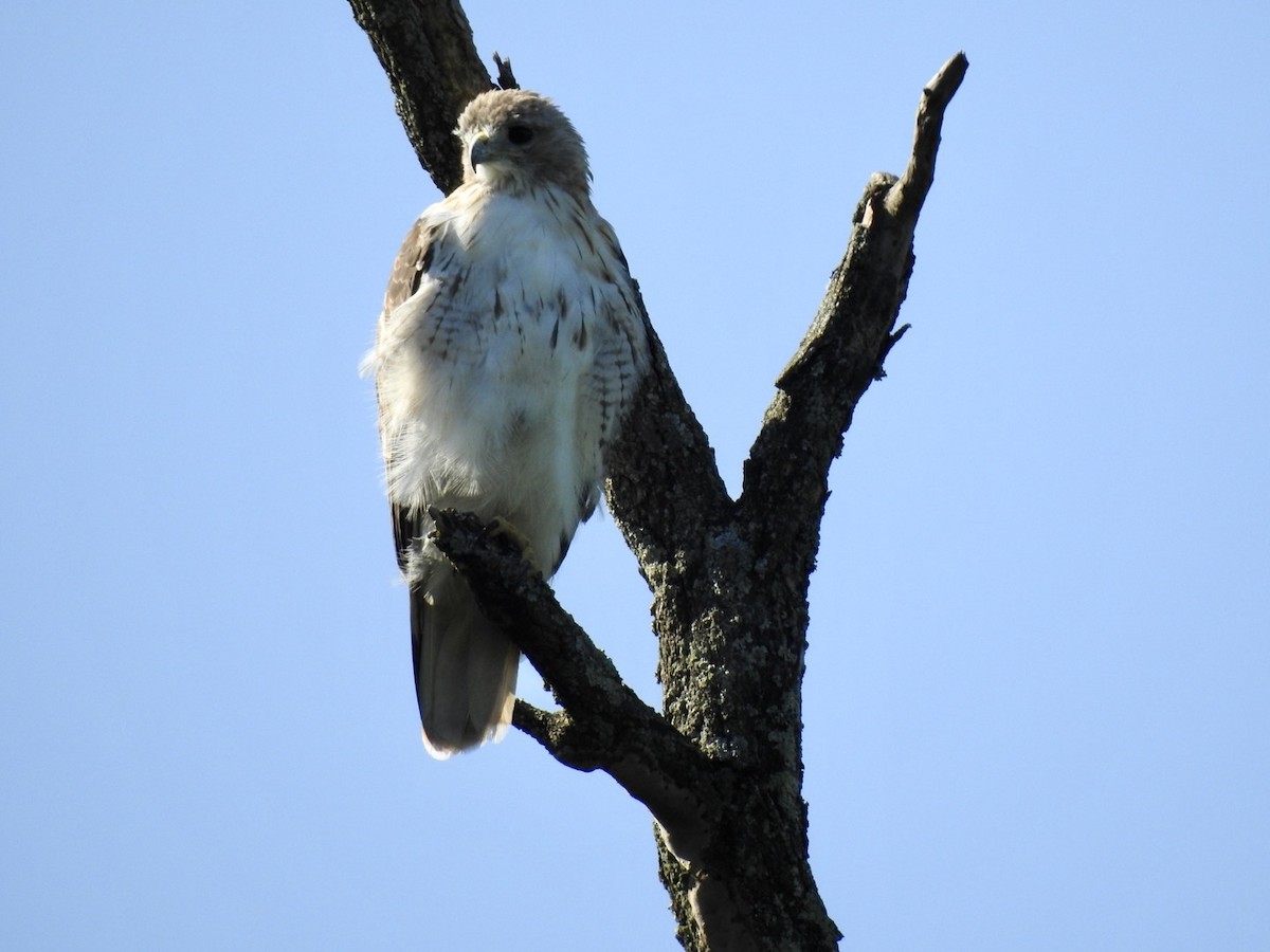 Red-tailed Hawk - ML366235731