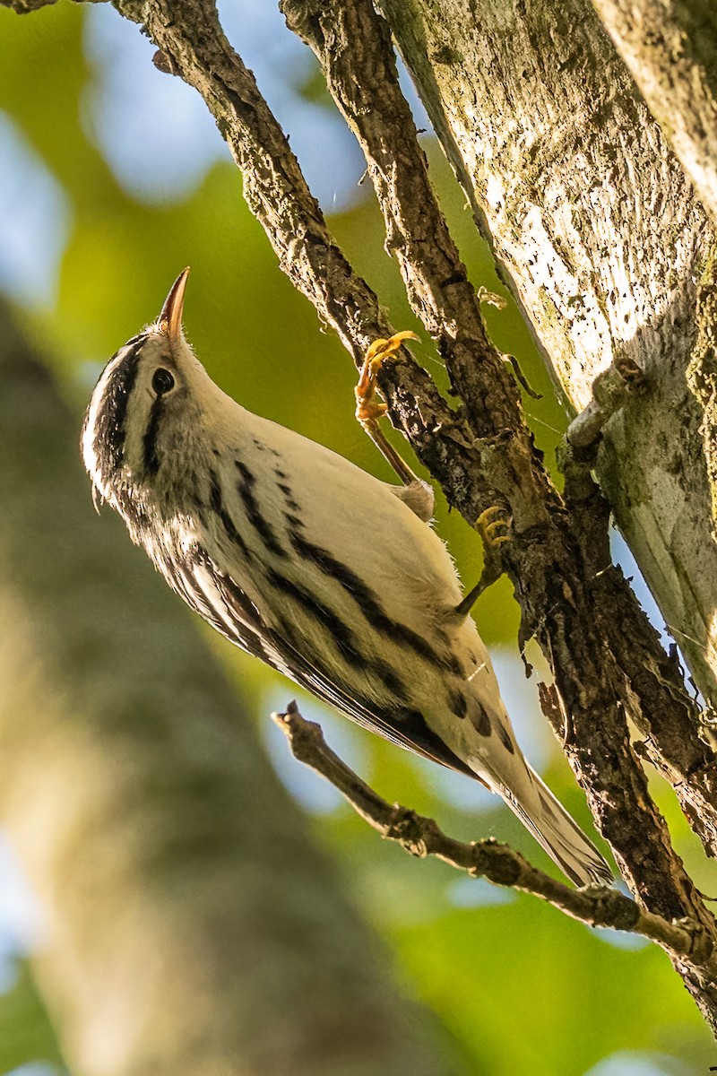 Black-and-white Warbler - ML366242581