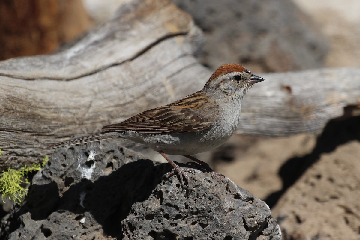 Chipping Sparrow - ML36624721