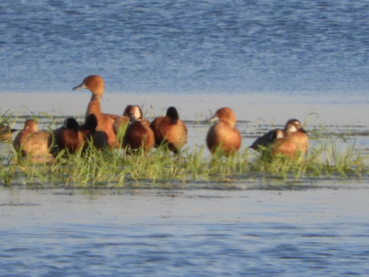 Fulvous Whistling-Duck - ML366250451