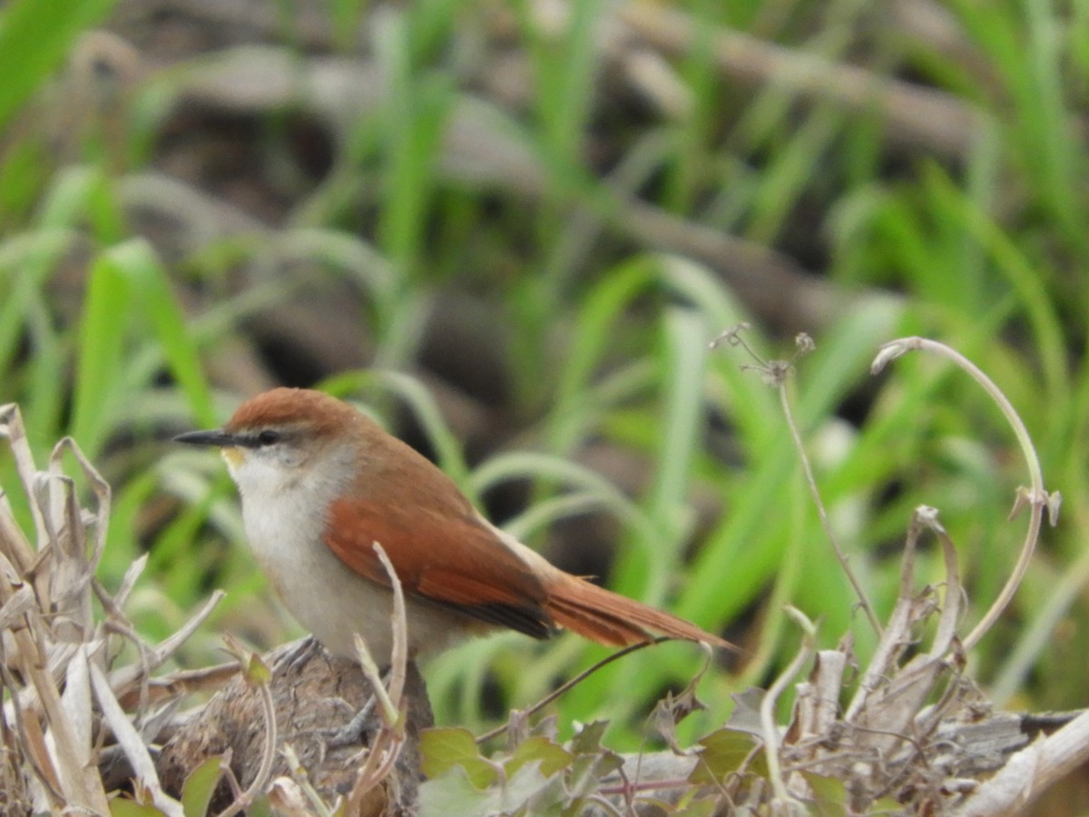 Yellow-chinned Spinetail - ML366263081