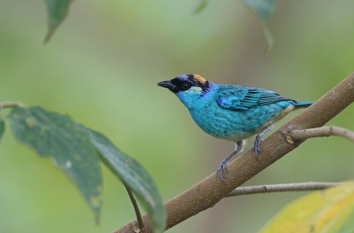 Golden-naped Tanager - ML366263751