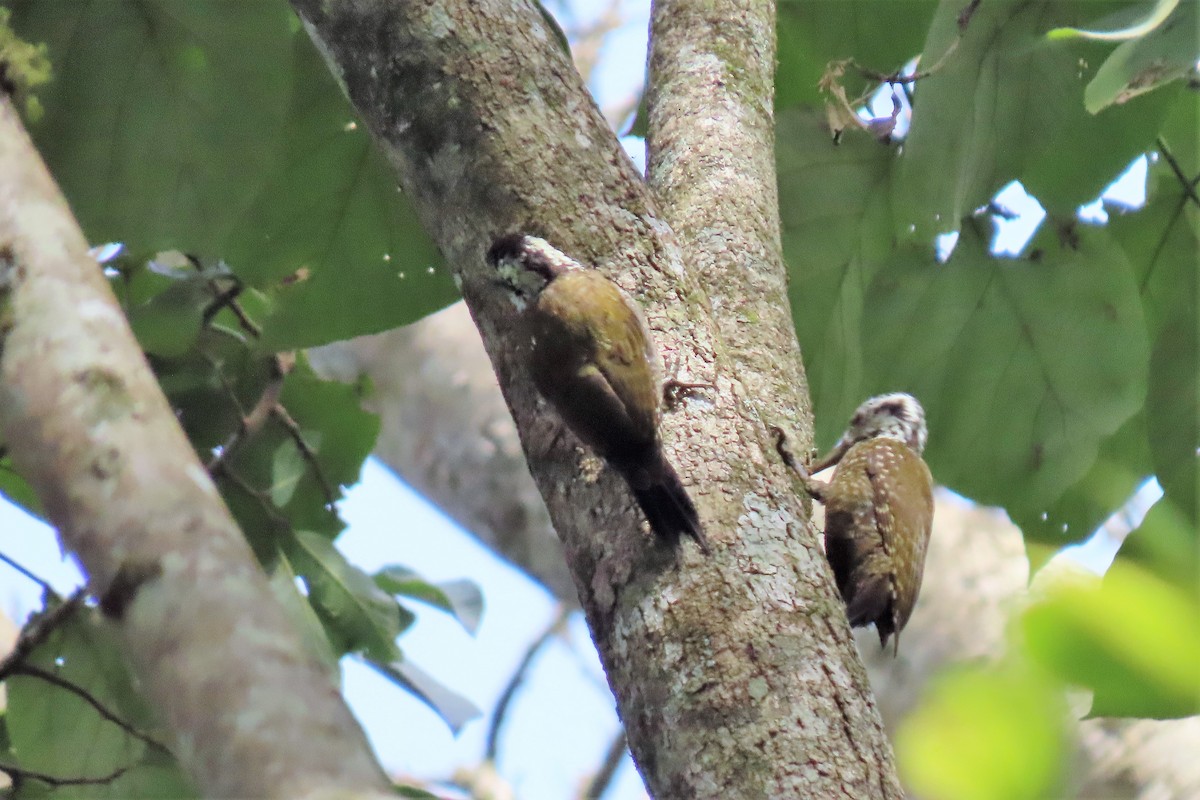 Golden-crowned Woodpecker - ML366266681