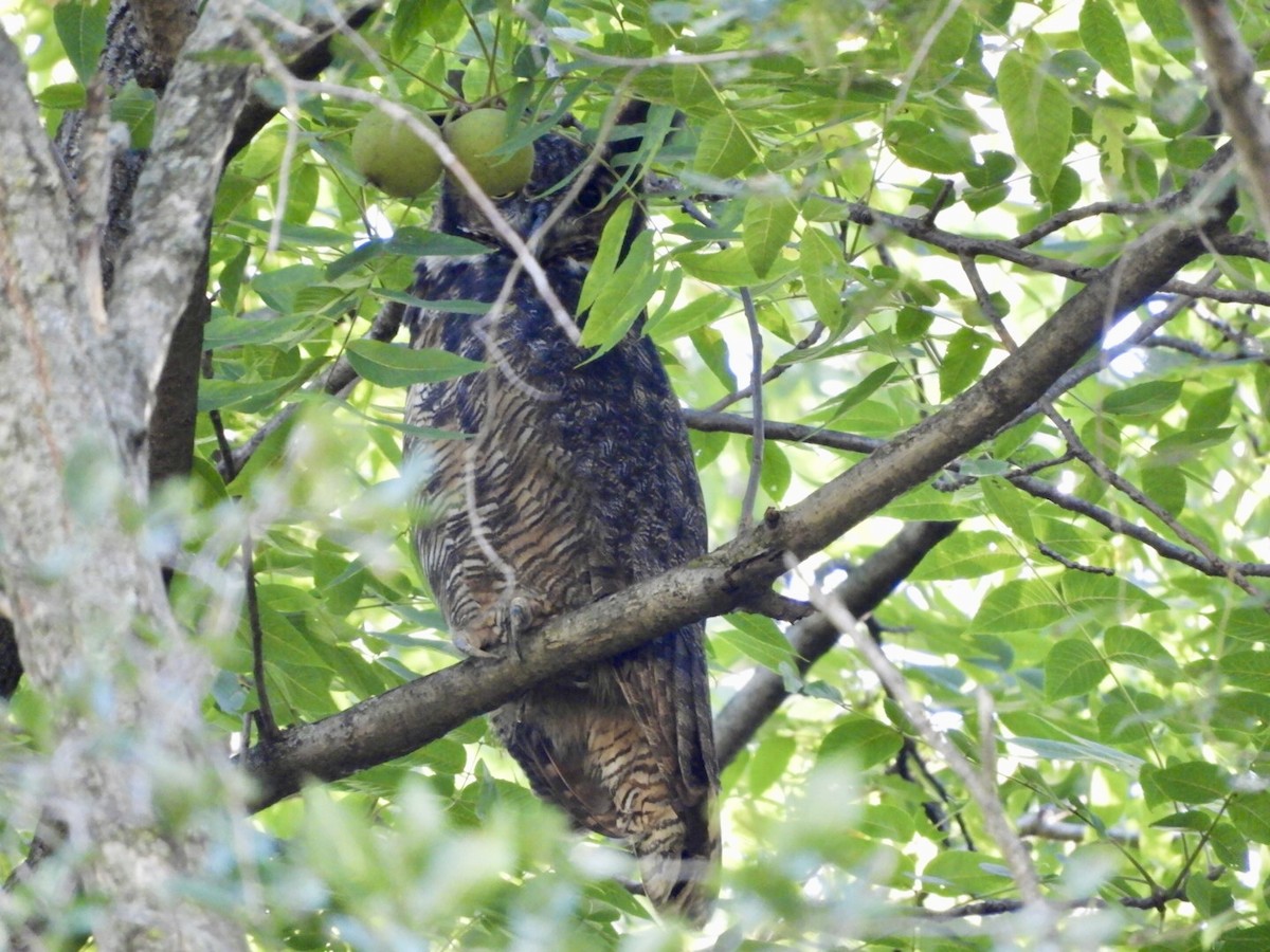 Great Horned Owl - Lois Rockhill