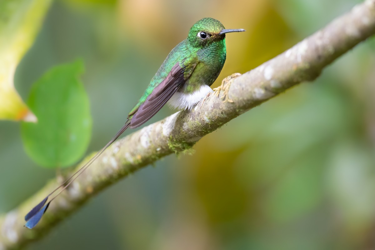 White-booted Racket-tail - Ben  Lucking